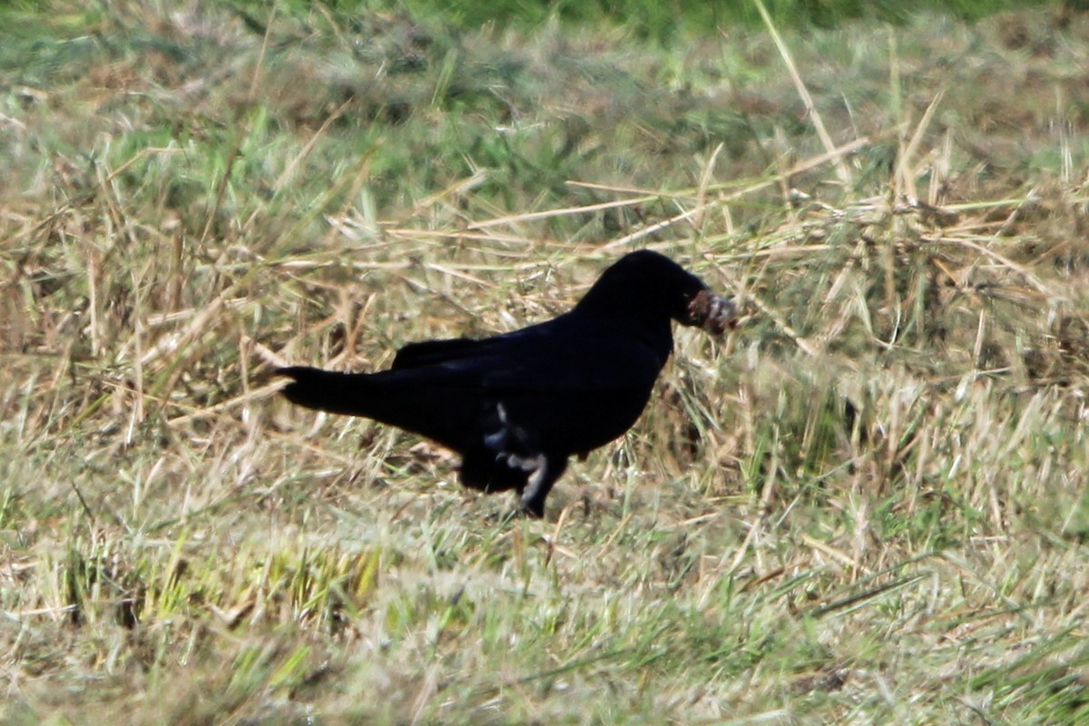 Хон хэрээ - ML643542867