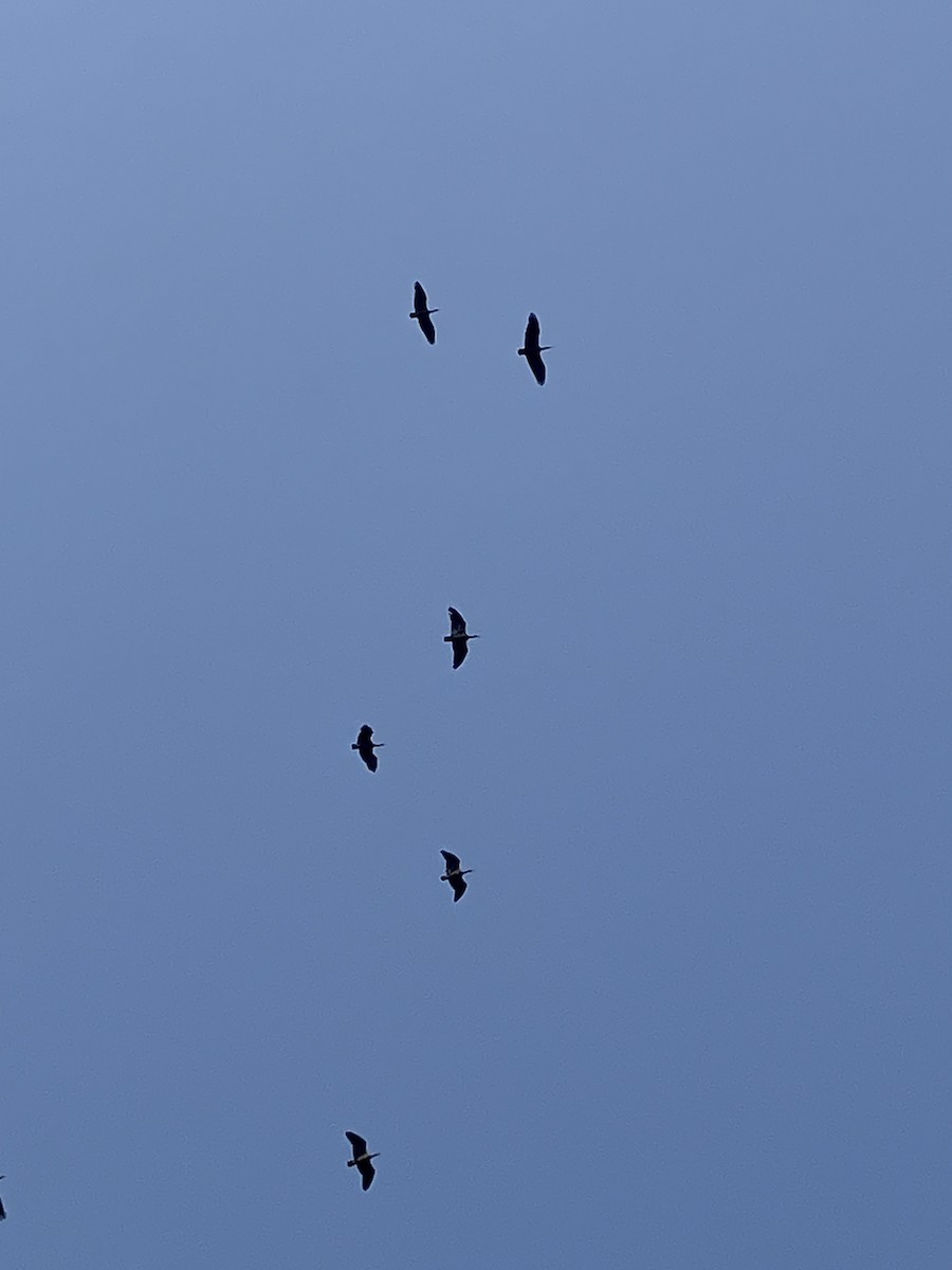 Red-naped Ibis - ML643542877