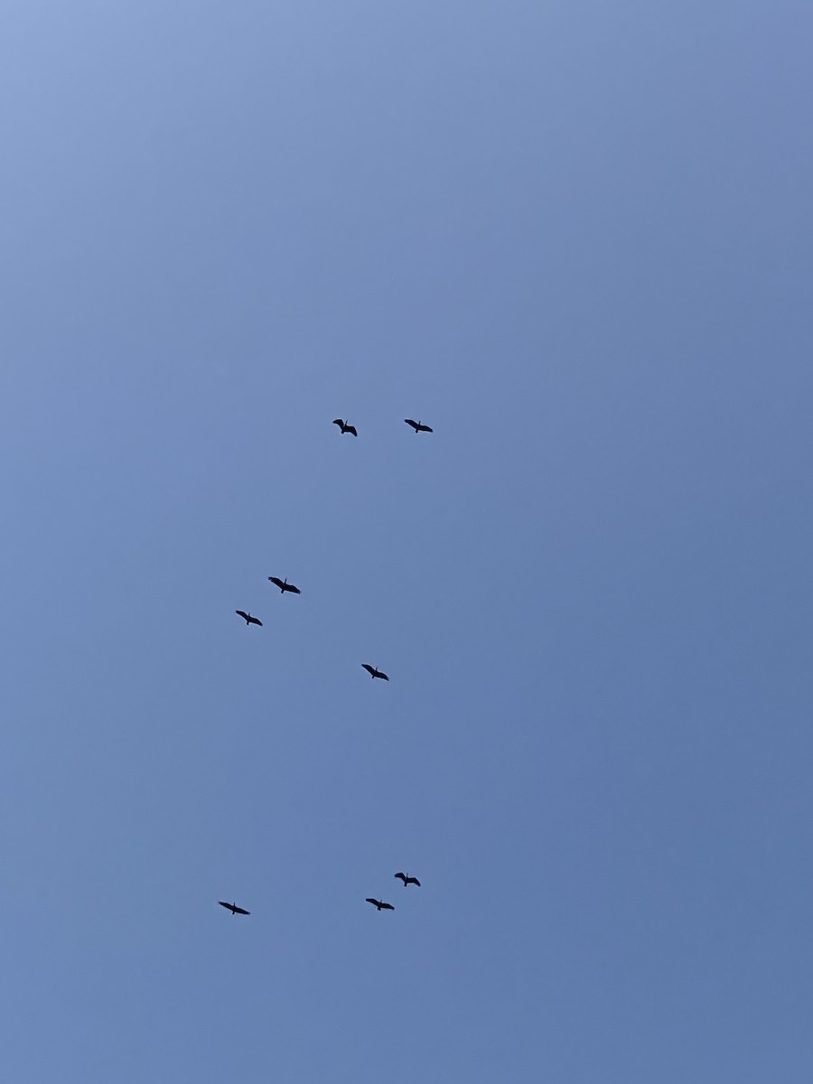 Red-naped Ibis - ML643542878