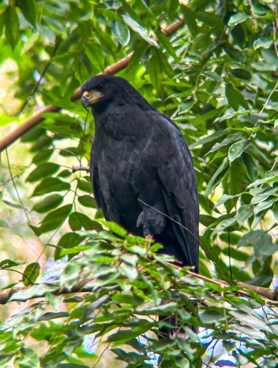Great Black Hawk - ML643542881