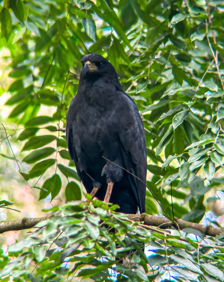 Great Black Hawk - ML643542882