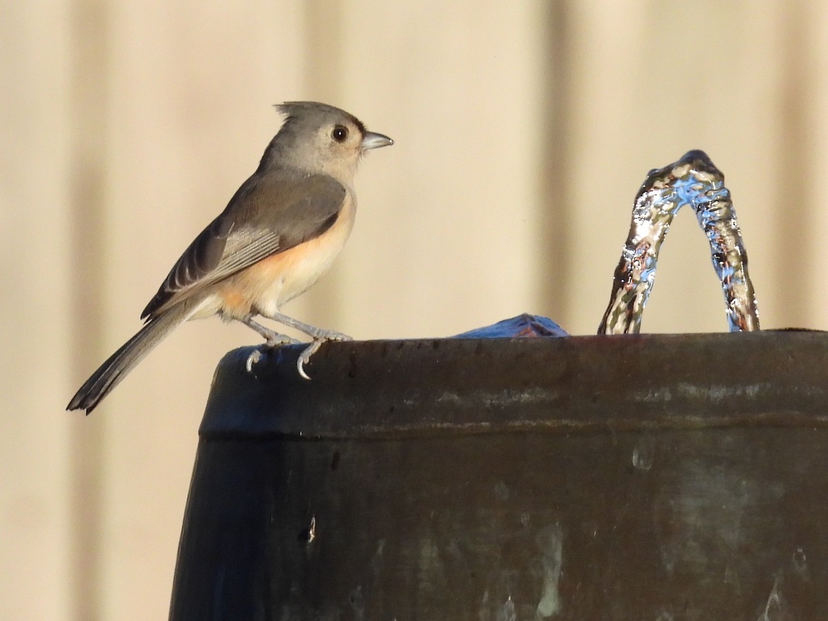 Tufted Titmouse - ML643542884