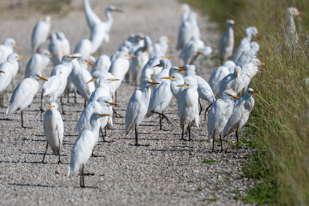 Western Cattle-Egret - ML643542889