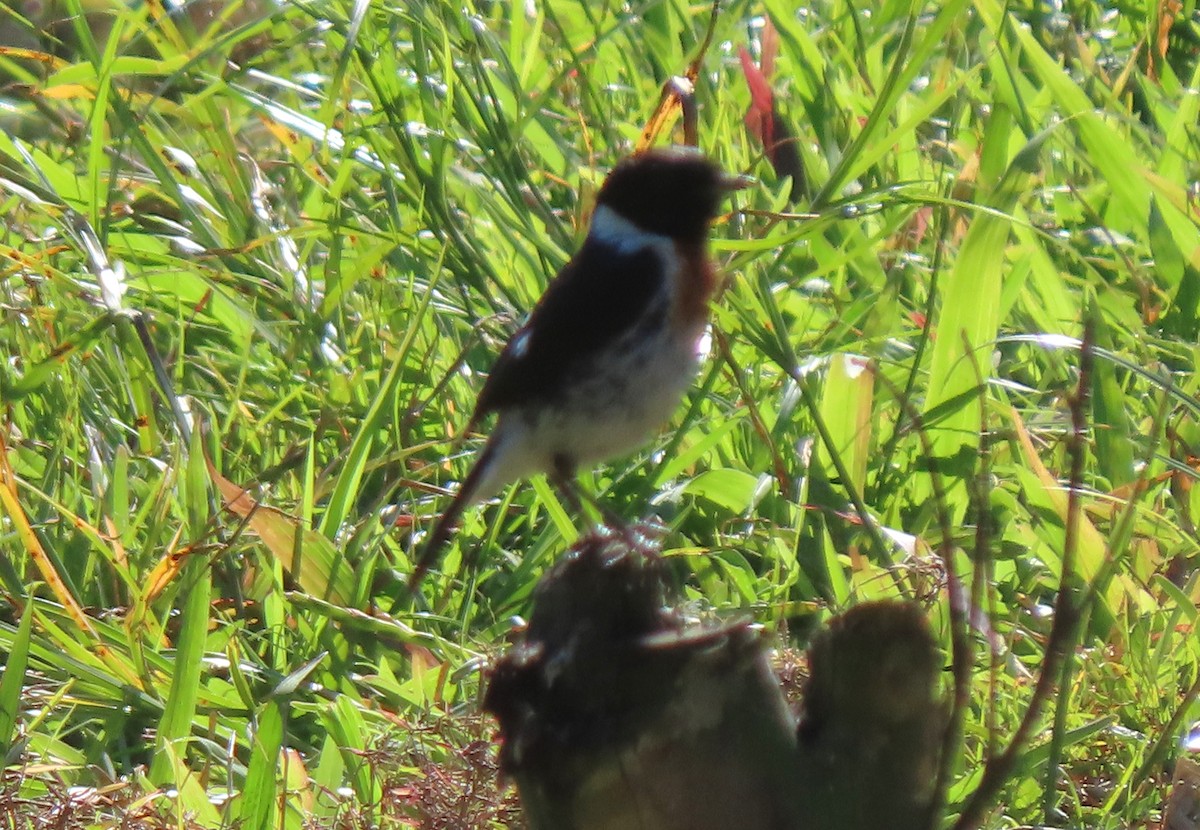 African Stonechat (Madagascar) - ML643542892