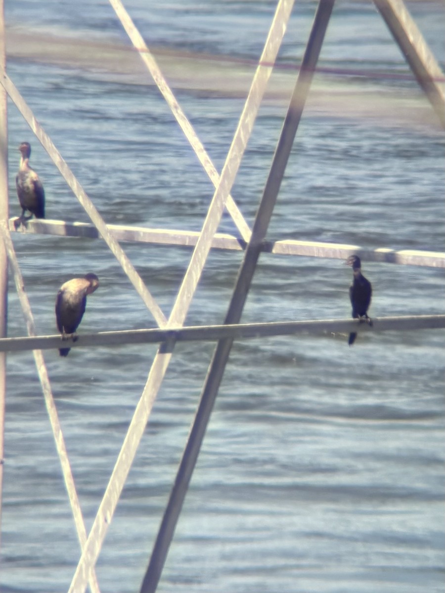 Neotropic Cormorant - ML643542893