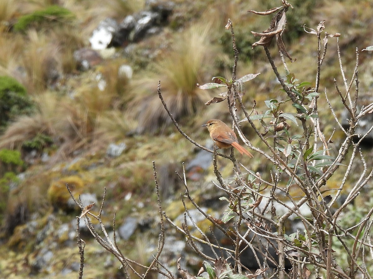 Tawny Tit-Spinetail - ML643542894