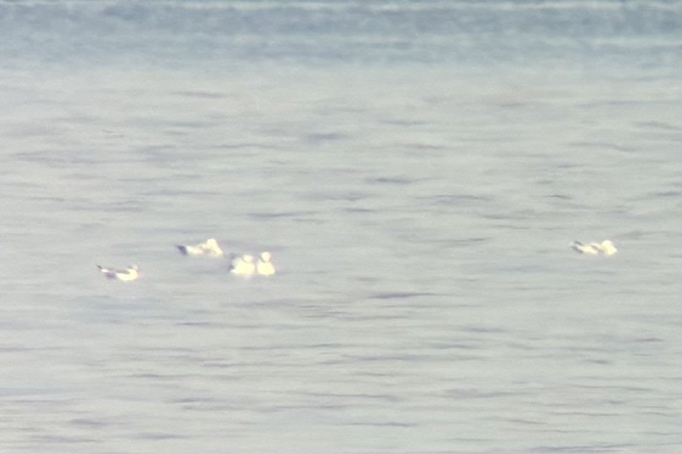 Franklin's Gull - ML643542896