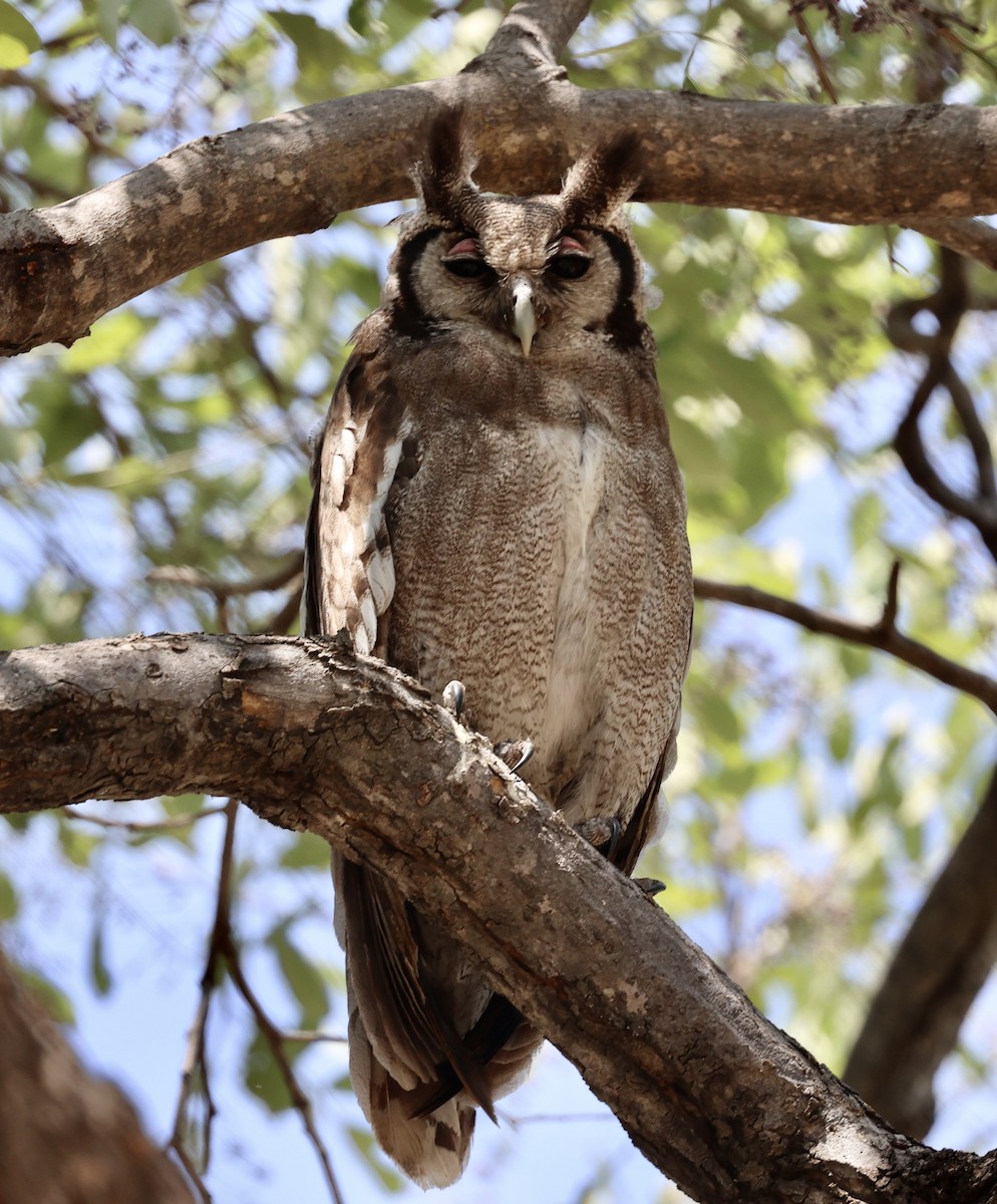 Verreaux's Eagle-Owl - ML643542897