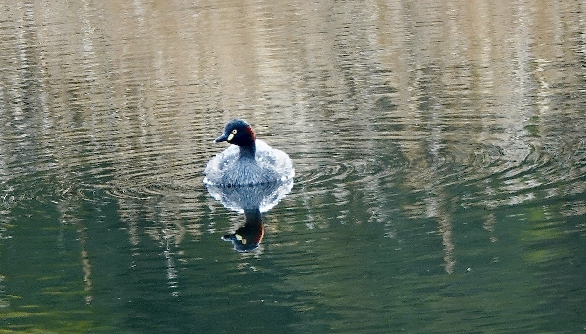Australasian Grebe - ML643542905