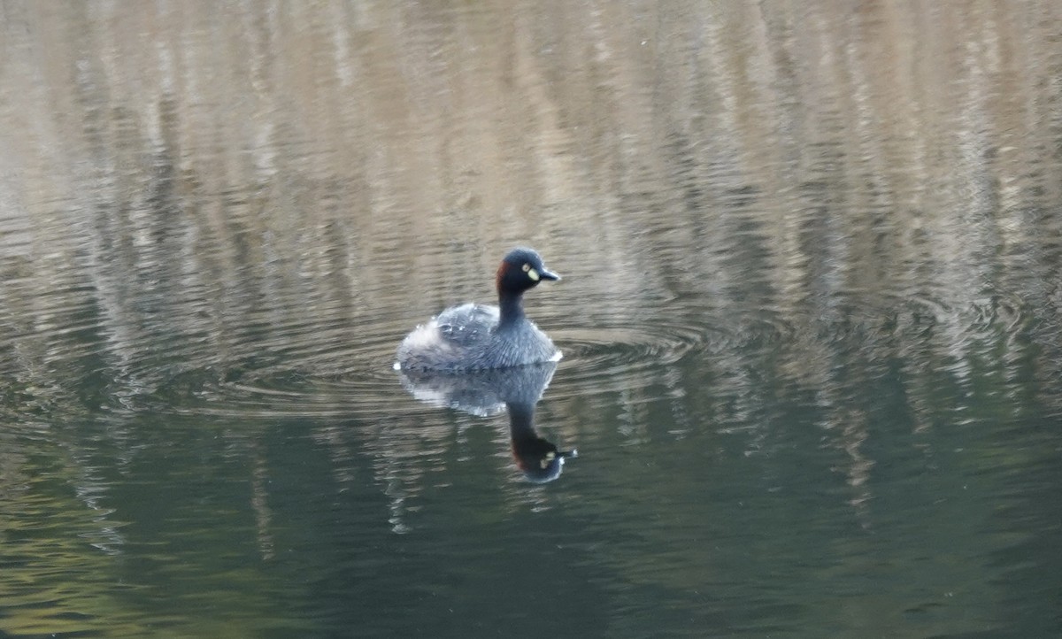 Australasian Grebe - ML643542906