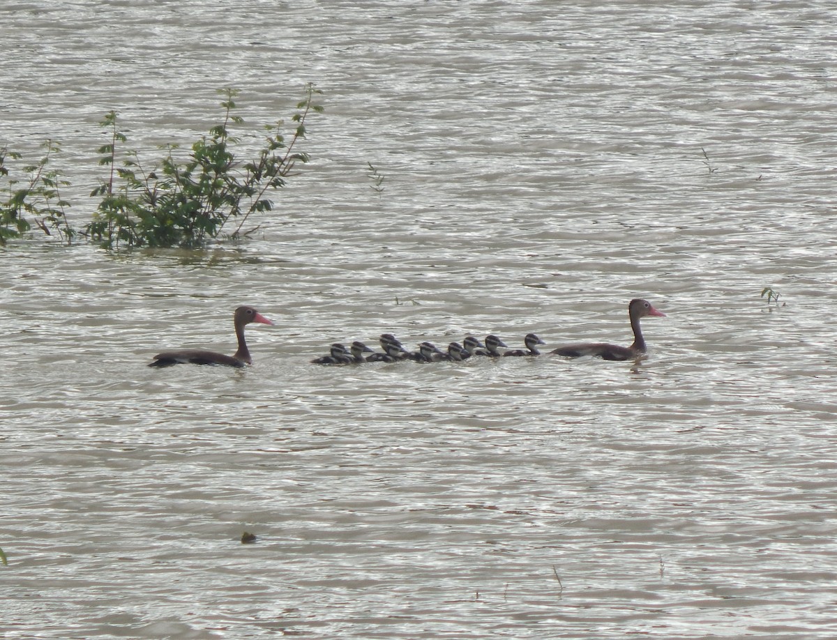 Black-bellied Whistling-Duck - ML643542909