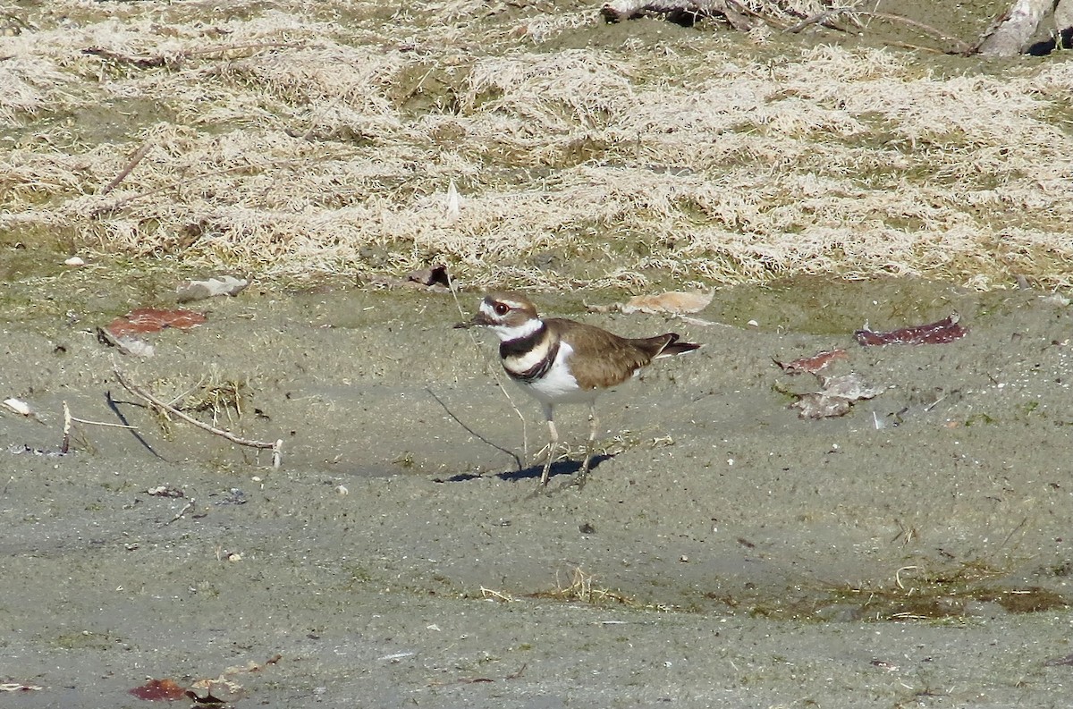 Killdeer - ML643542910