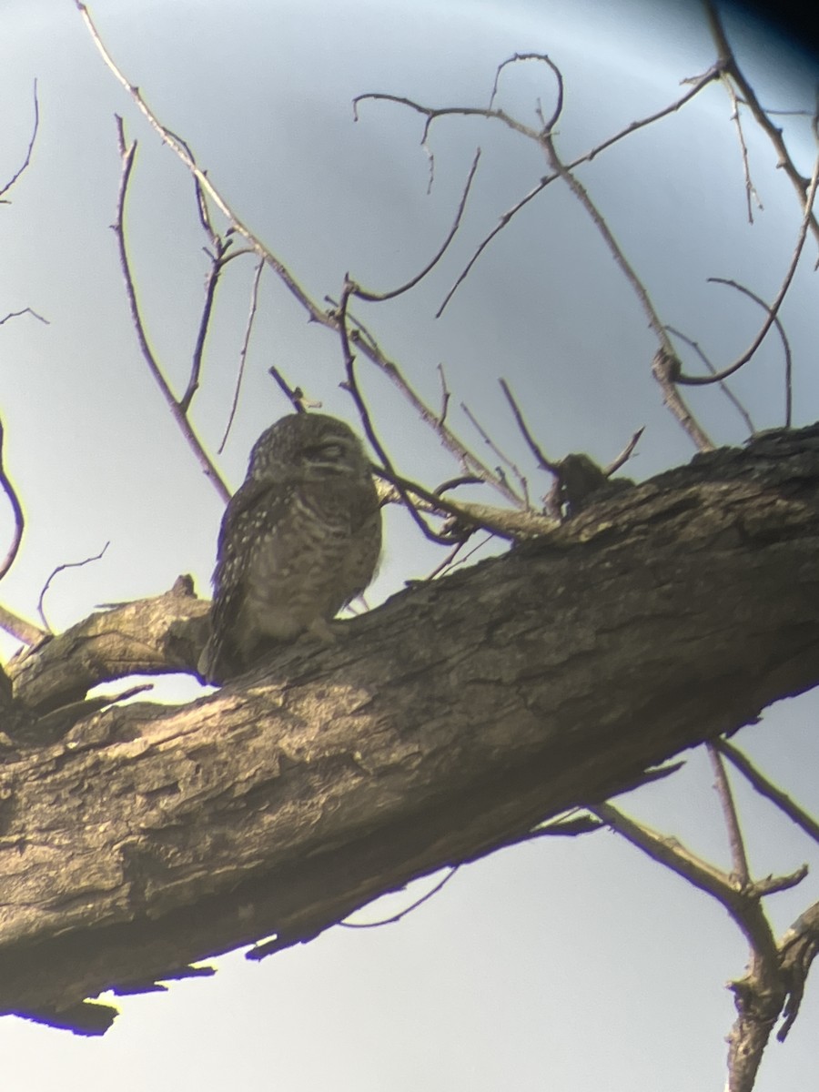 Spotted Owlet - ML643542915