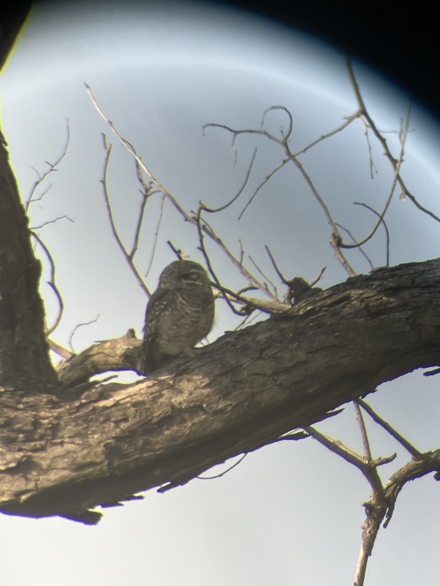 Spotted Owlet - ML643542916