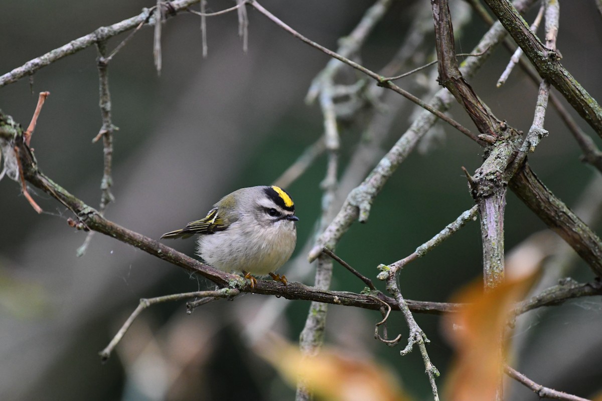 Golden-crowned Kinglet - ML643542918
