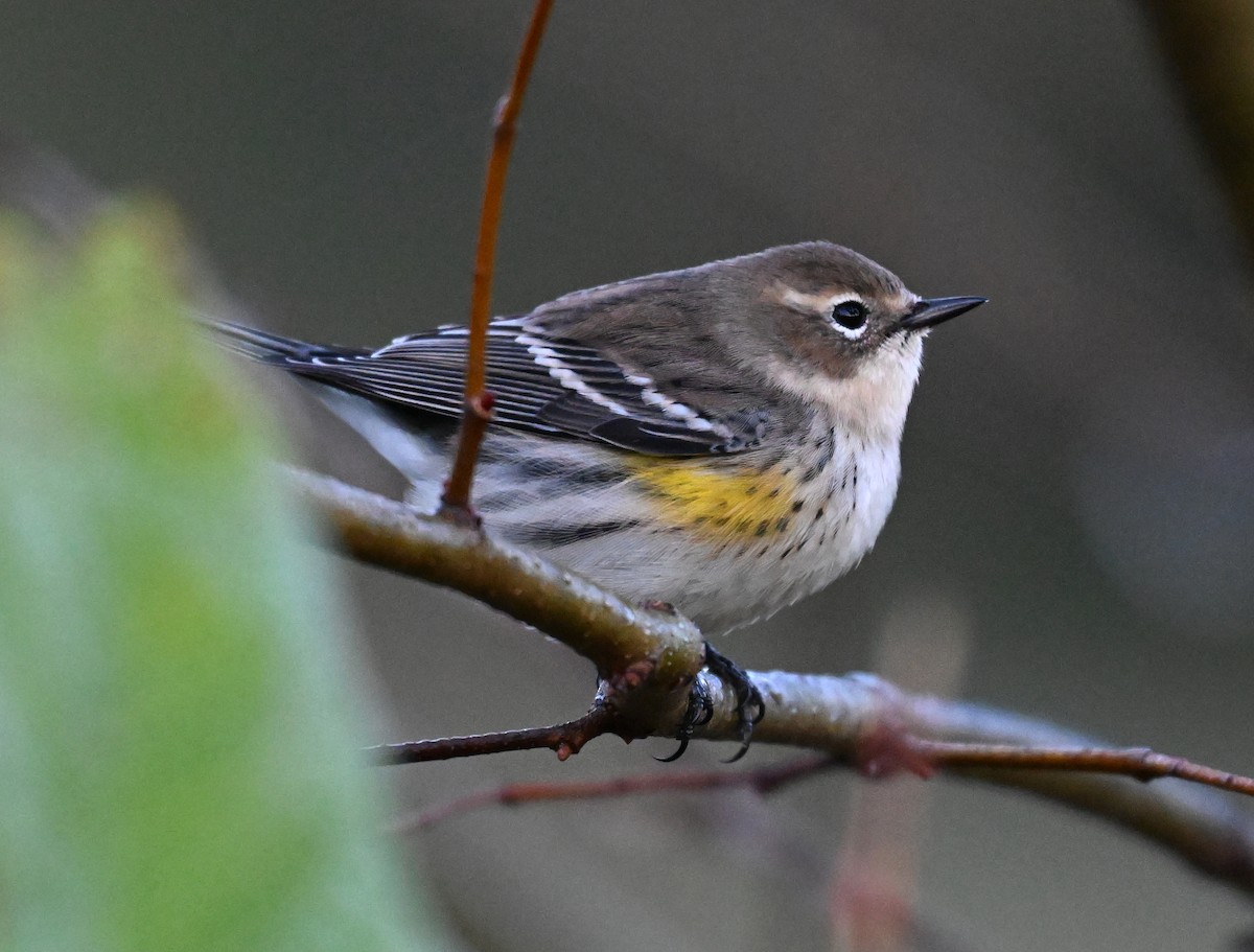 Yellow-rumped Warbler - ML643542921