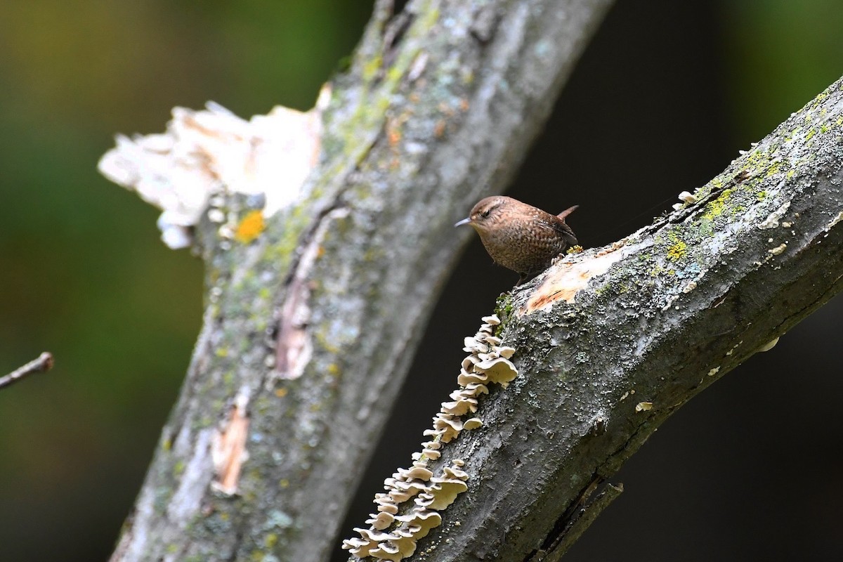 Winter Wren - ML643542922