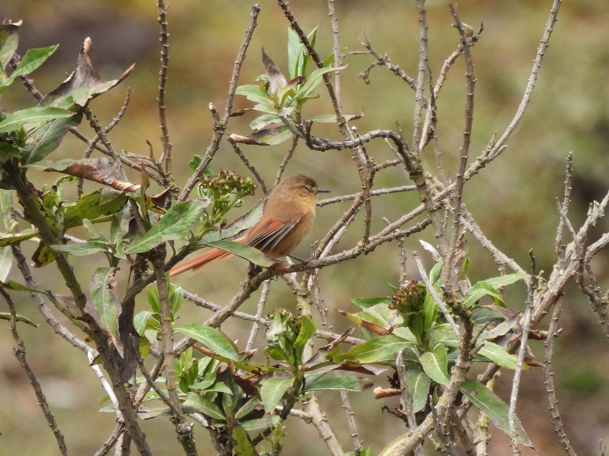 Tawny Tit-Spinetail - ML643542924