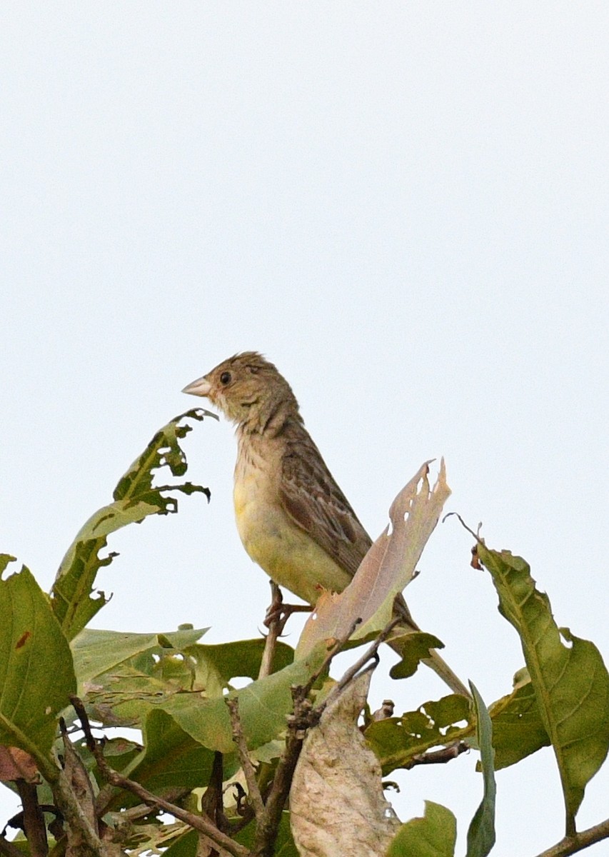 Kızıl Başlı Çinte - ML643542939