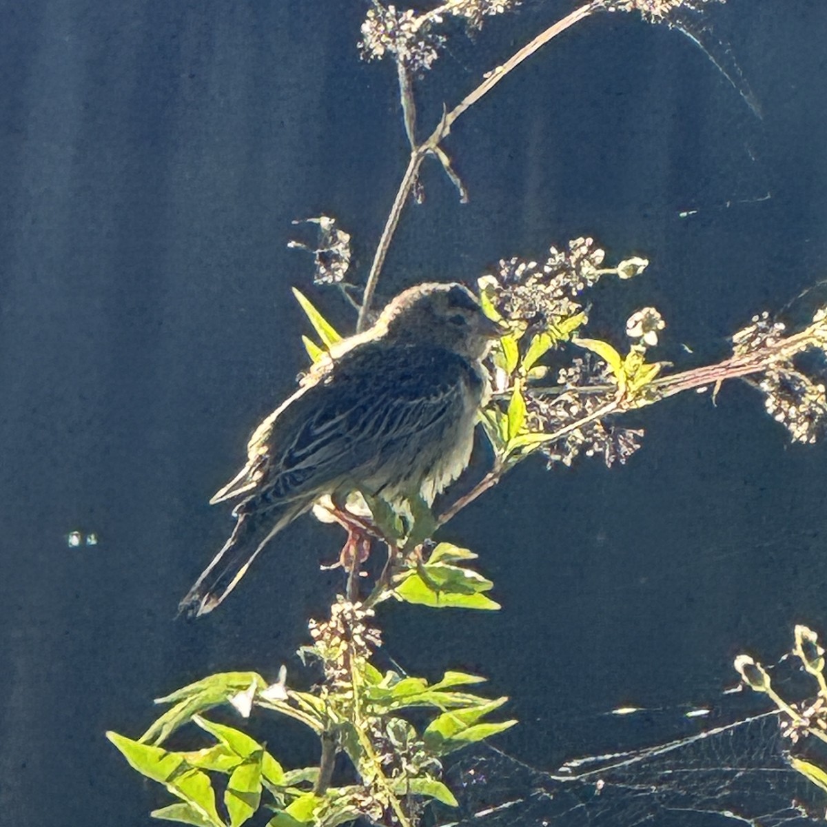Bobolink - ML643542945
