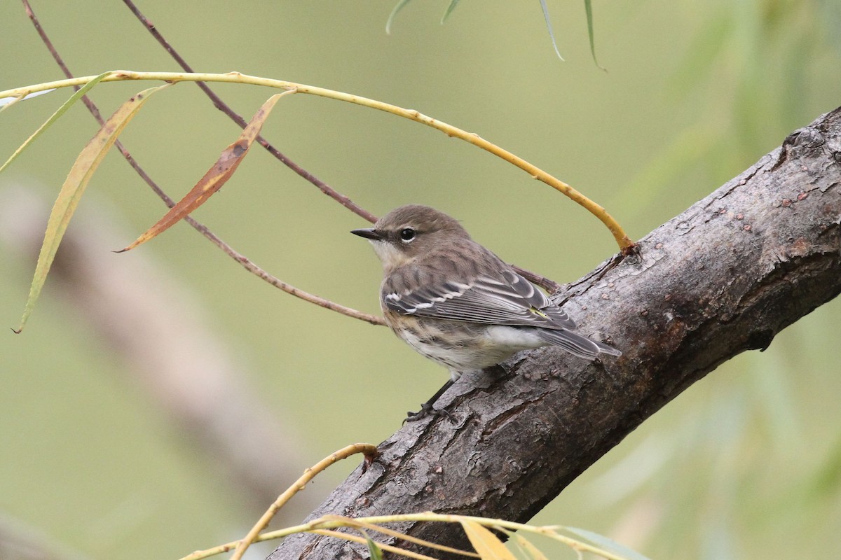 Yellow-rumped Warbler (Myrtle) - ML643542948