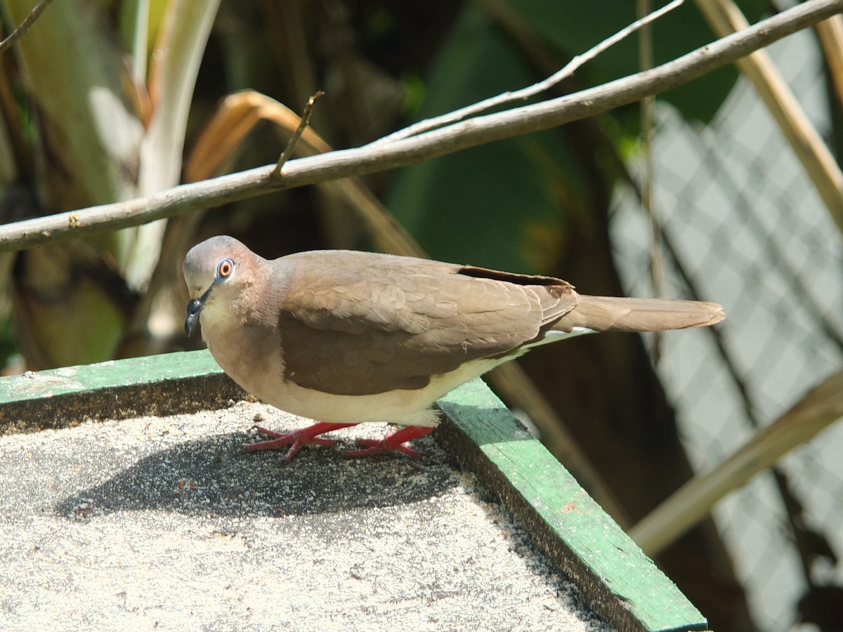 White-tipped Dove - ML643542949