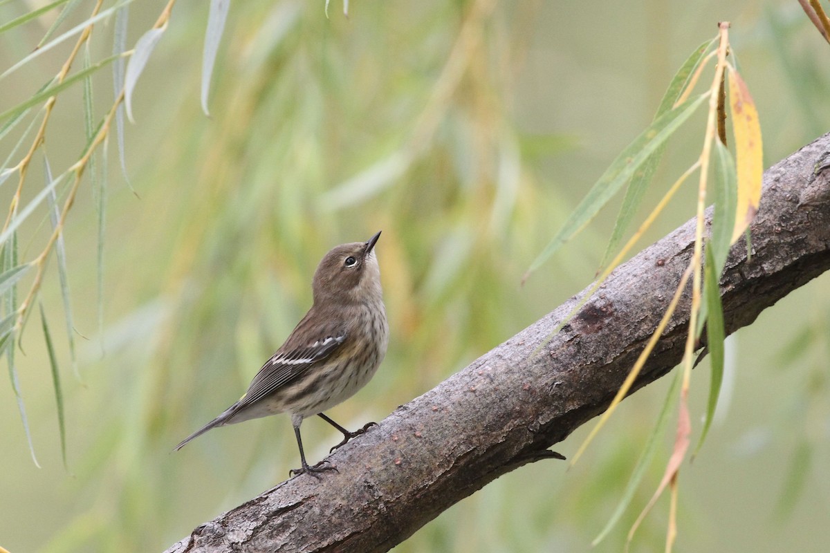 Yellow-rumped Warbler (Myrtle) - ML643542950