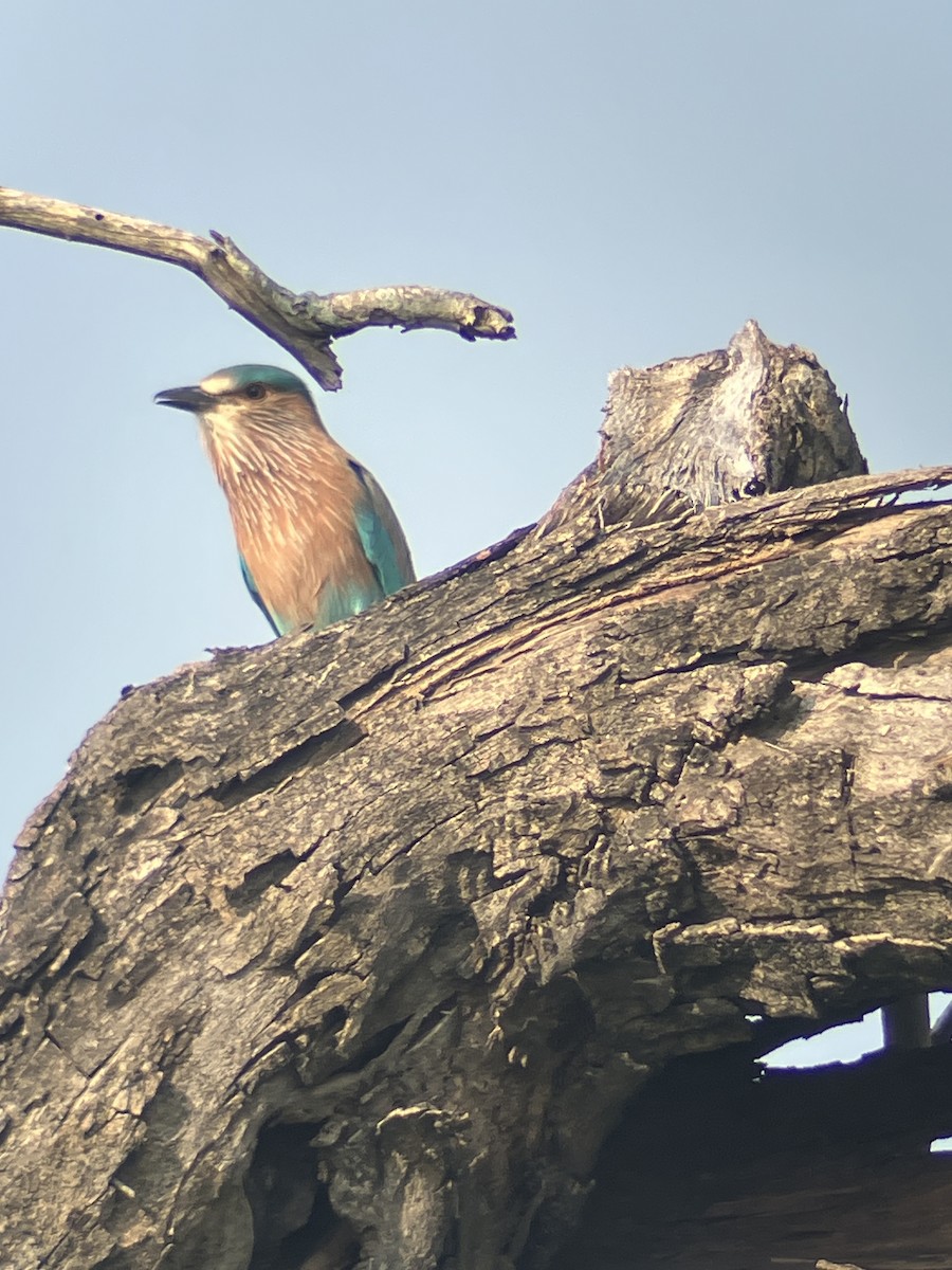 Indian Roller - ML643542953