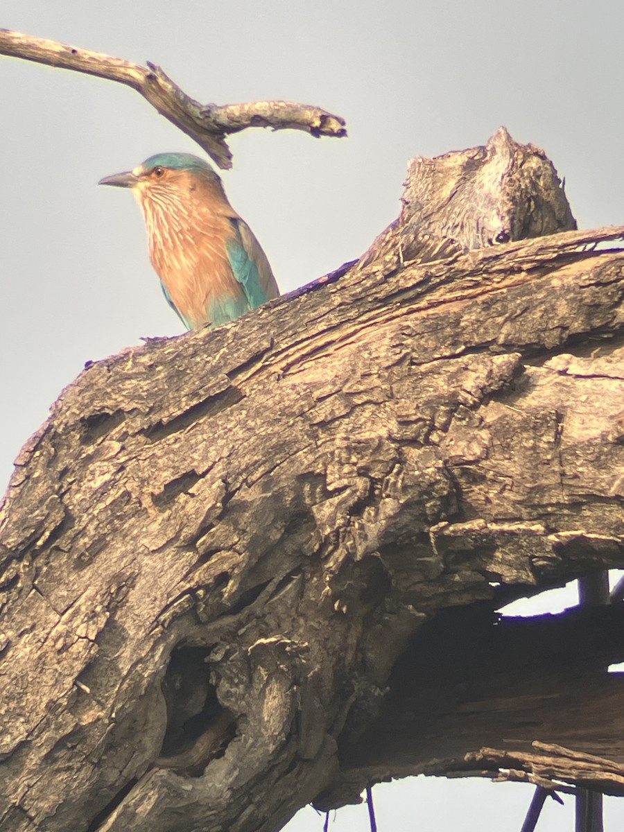 Indian Roller - ML643542954