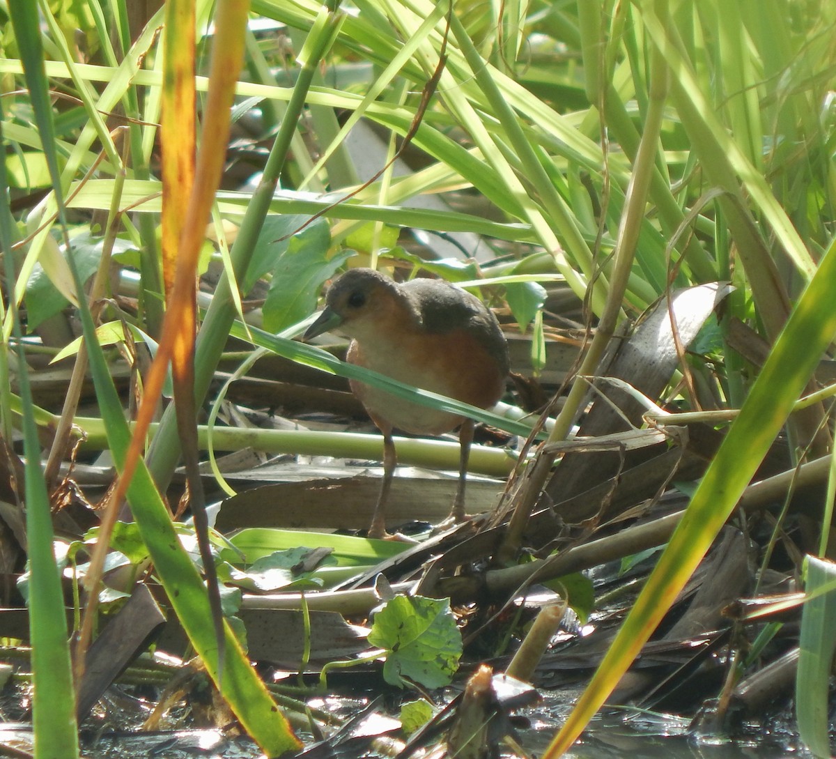 Rusty-flanked Crake - ML643542956