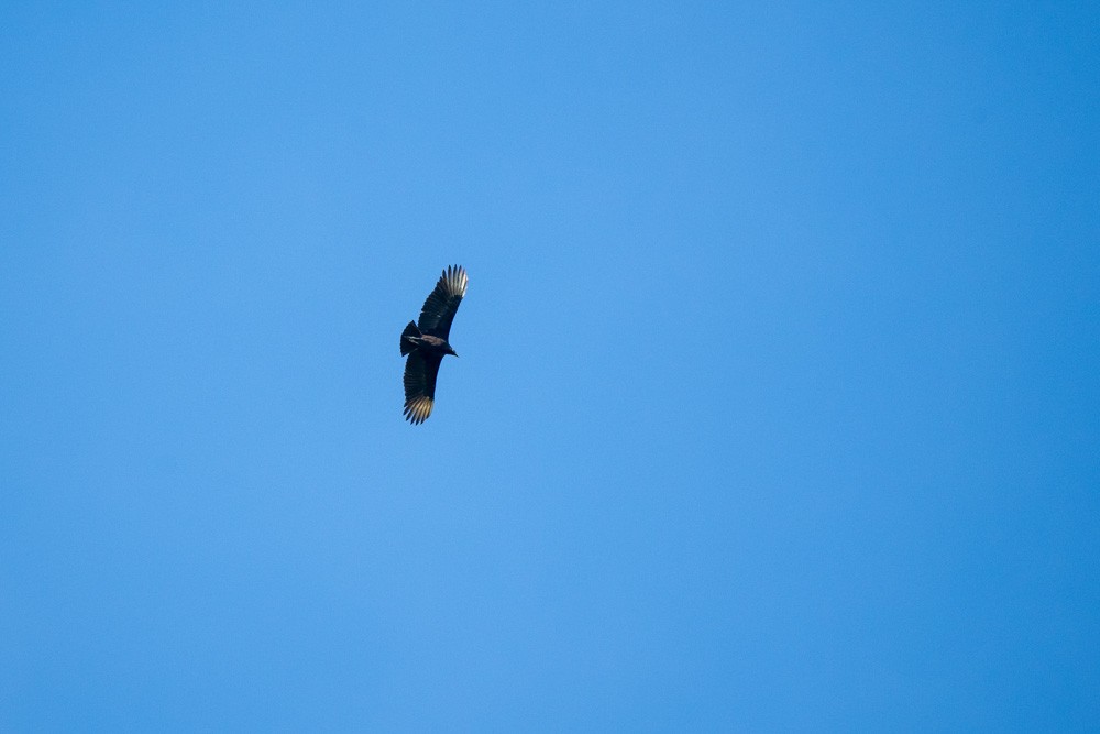 Black Vulture - ML643542961