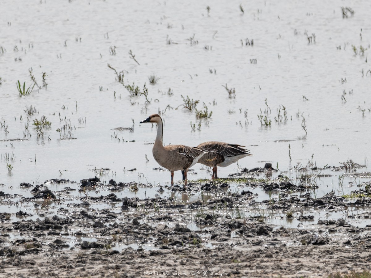 Swan Goose - ML643542969