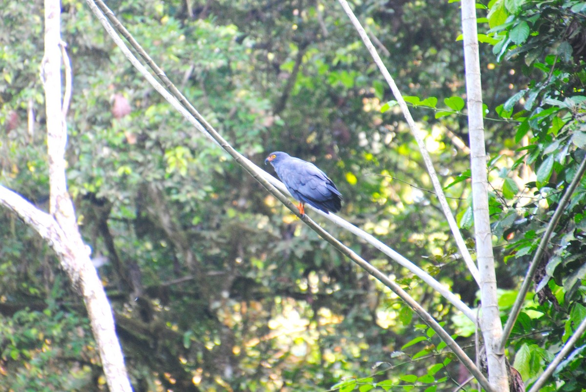 smalnebbglente - ML643542973