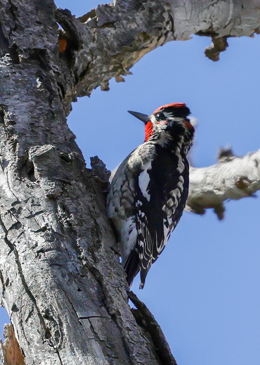 Red-naped Sapsucker - ML643542977