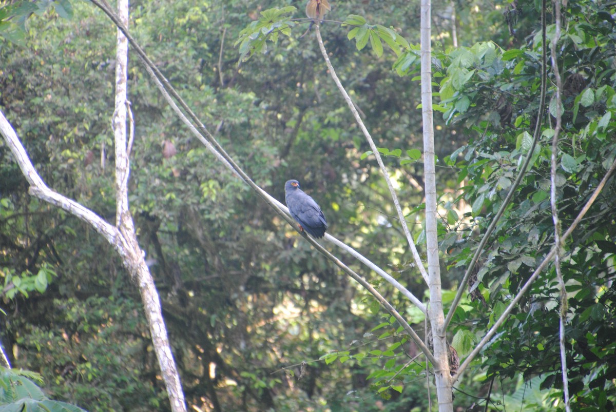 smalnebbglente - ML643542978