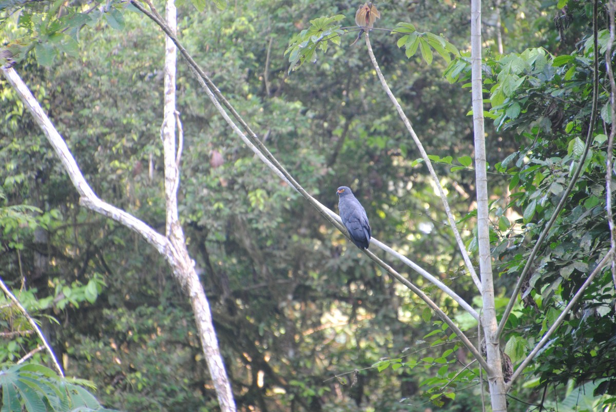 Slender-billed Kite - ML643542979