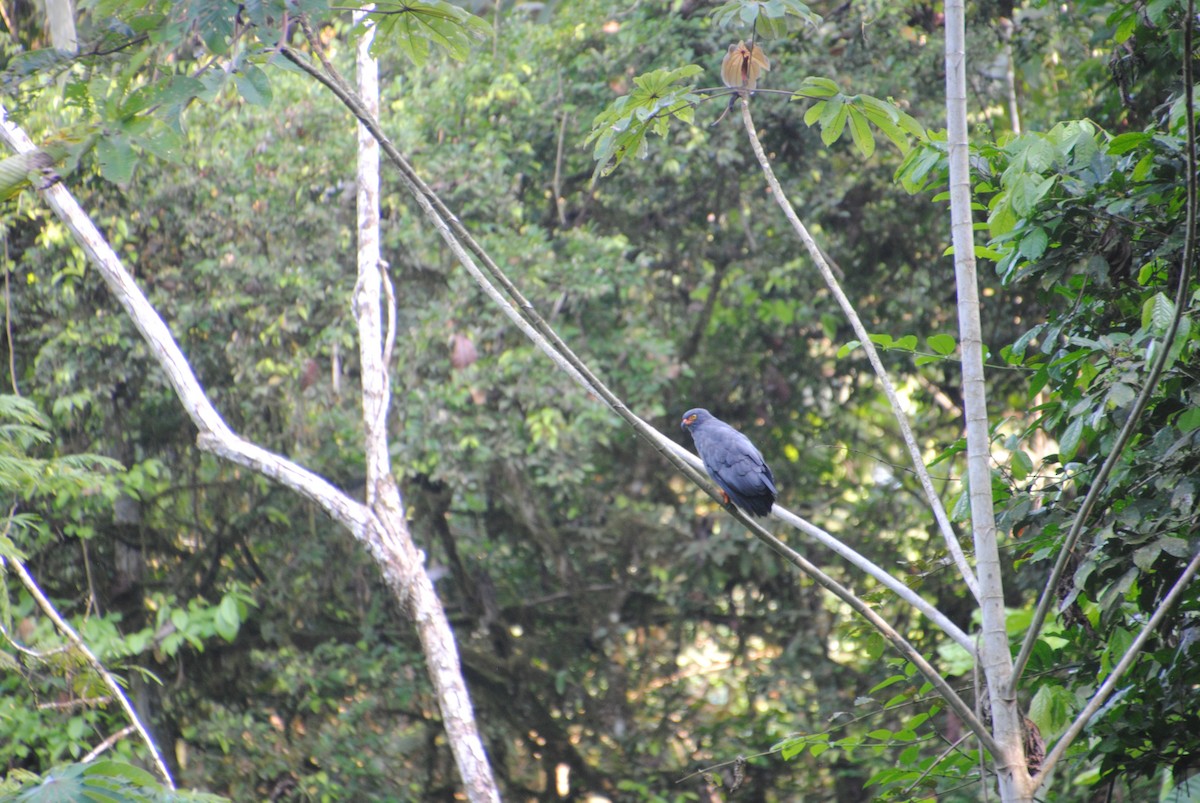 smalnebbglente - ML643542980