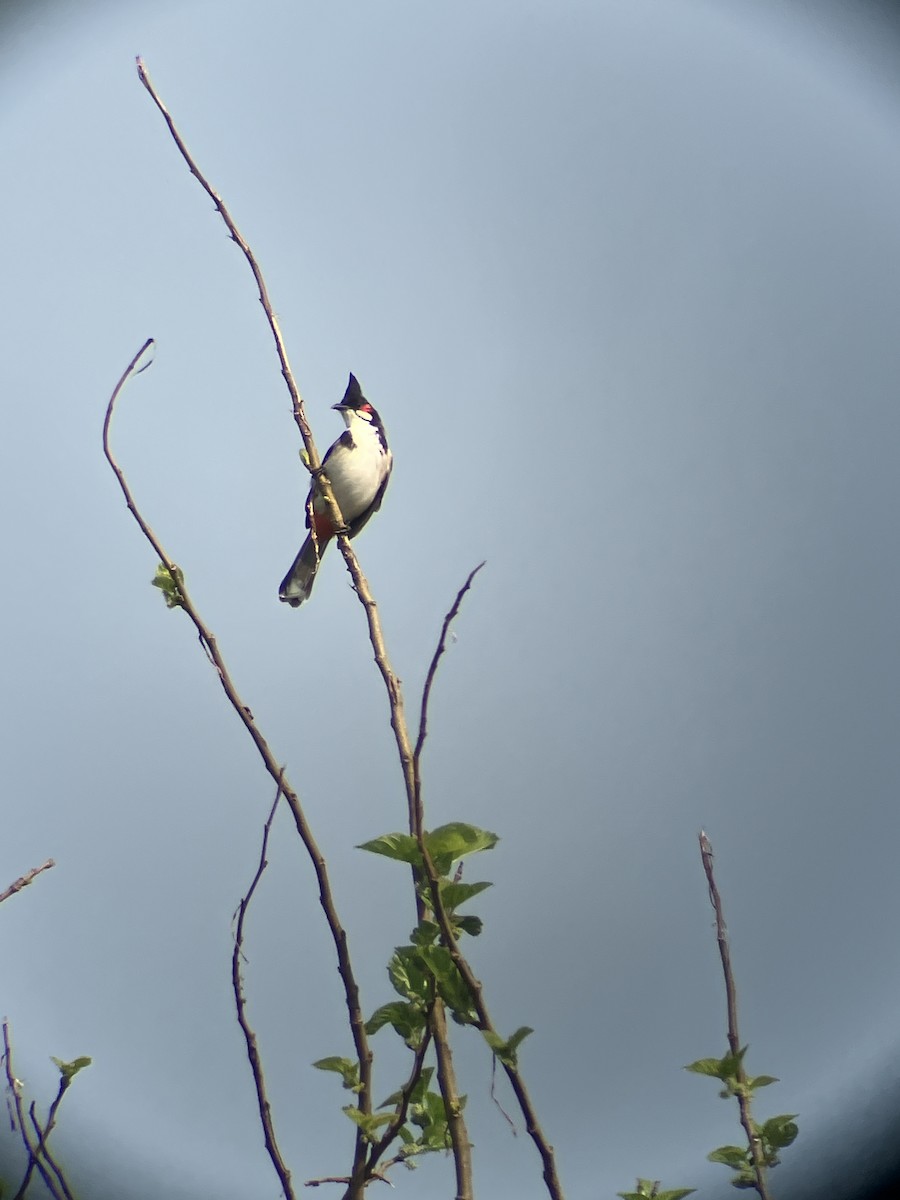 Red-whiskered Bulbul - ML643542988