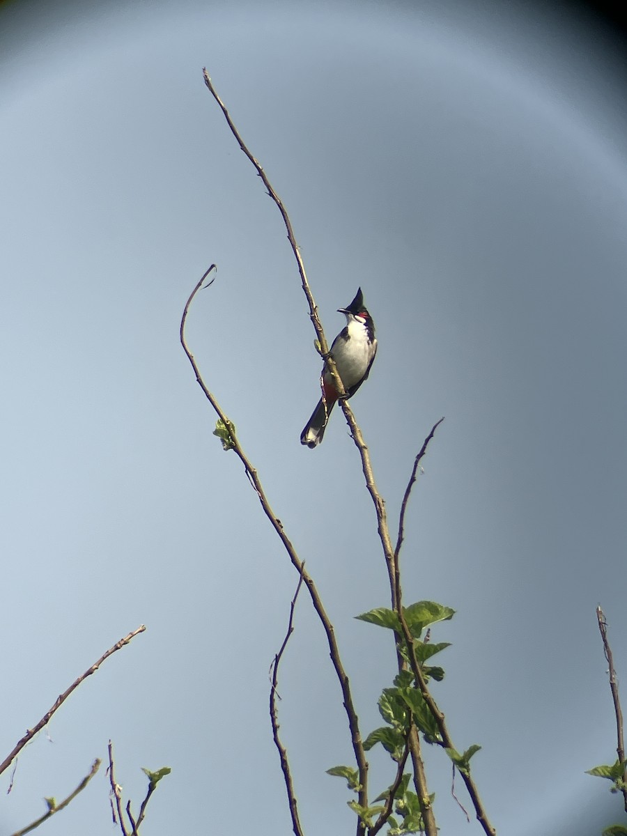 Red-whiskered Bulbul - ML643542989