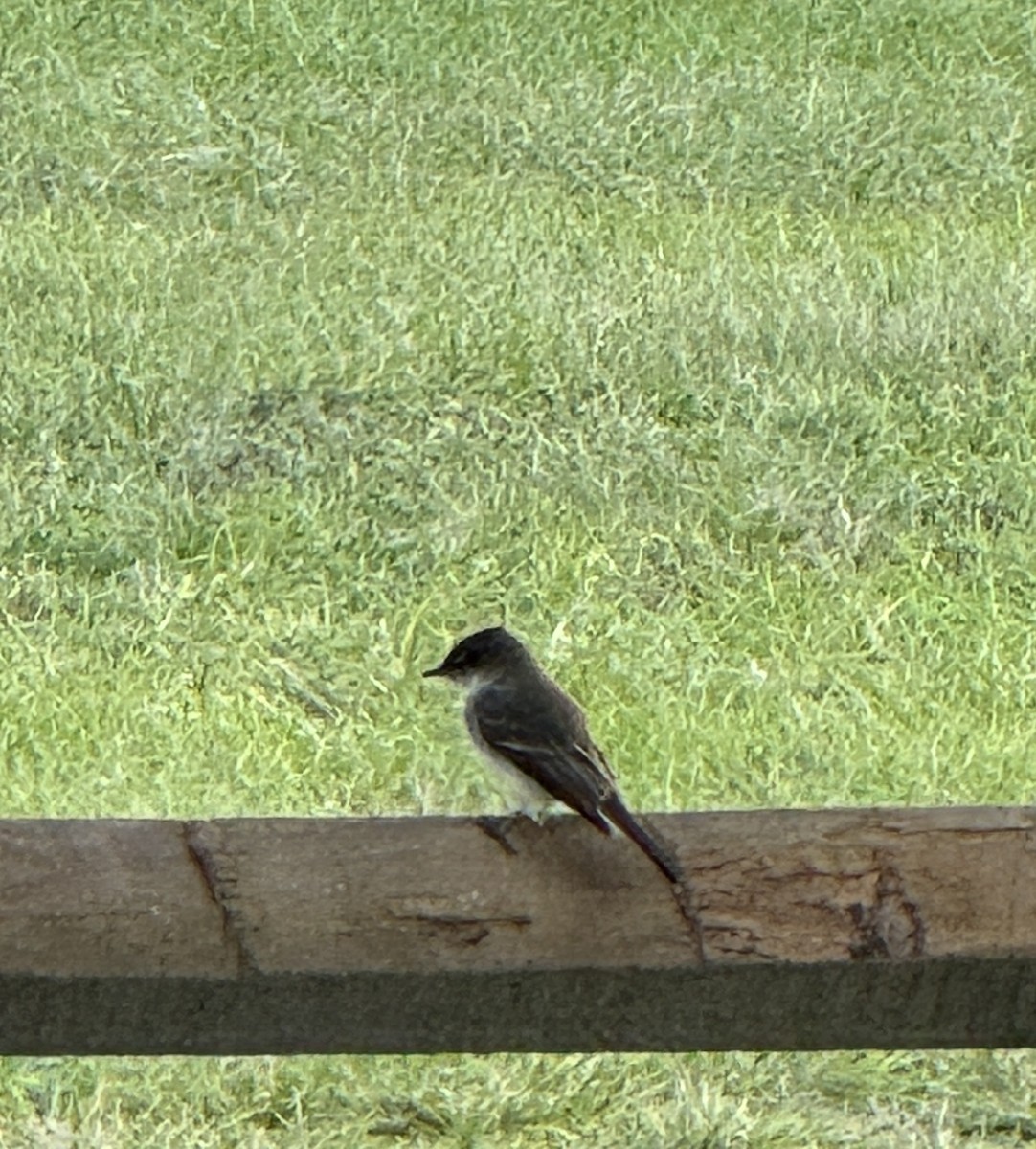Eastern Phoebe - ML643542993