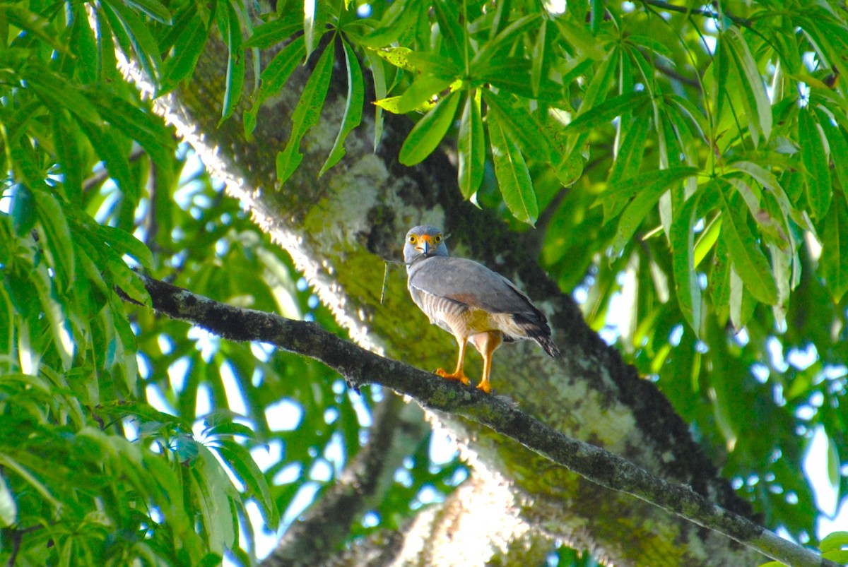 Roadside Hawk - ML643542997