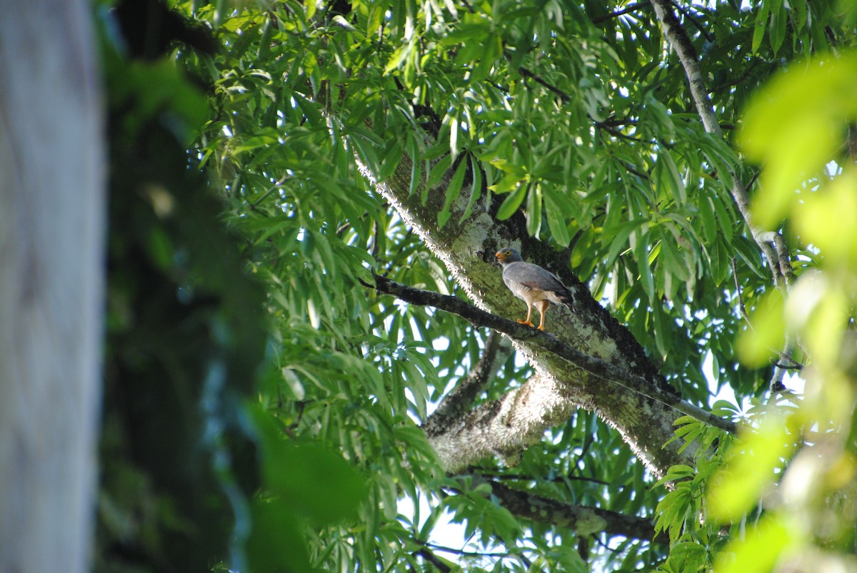 Roadside Hawk - ML643542998