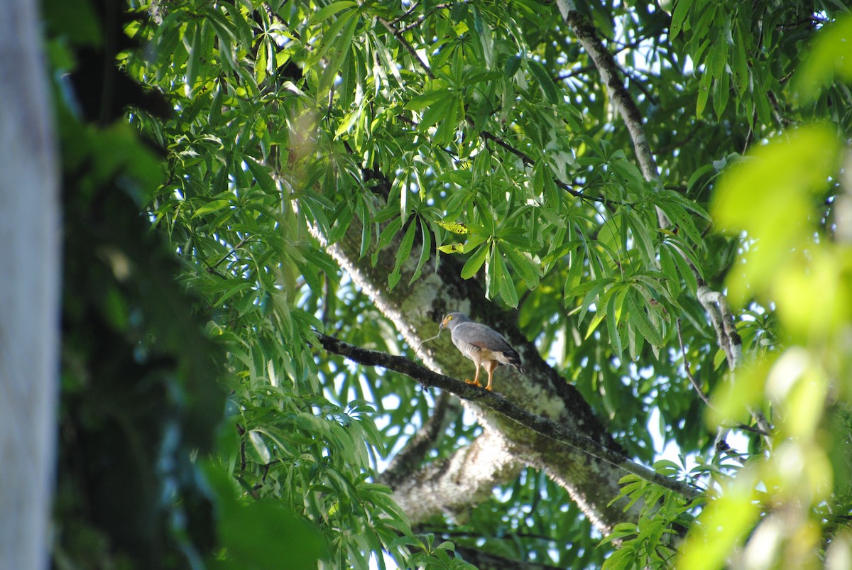 Roadside Hawk - ML643542999