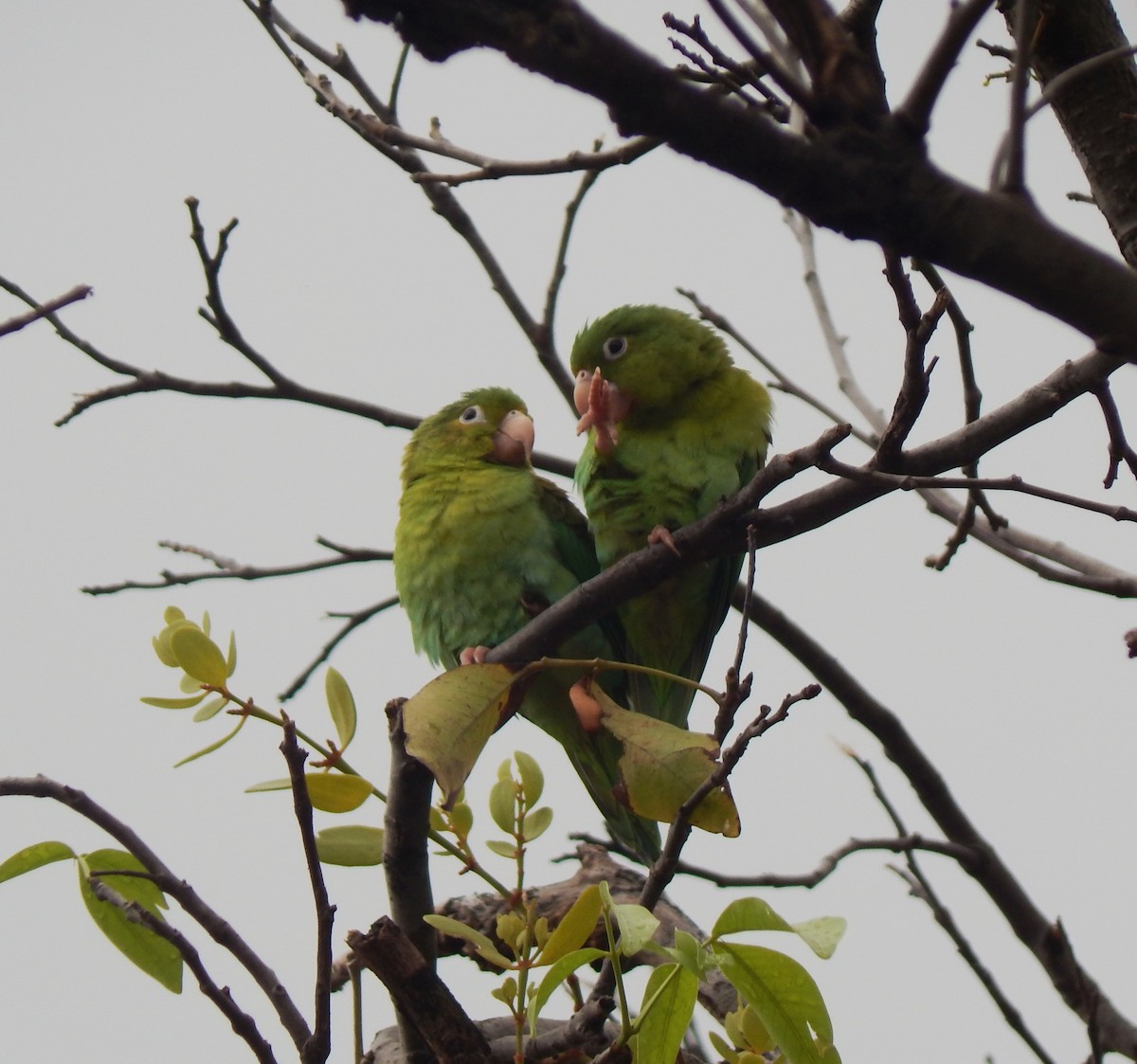 Orange-chinned Parakeet - ML643543001