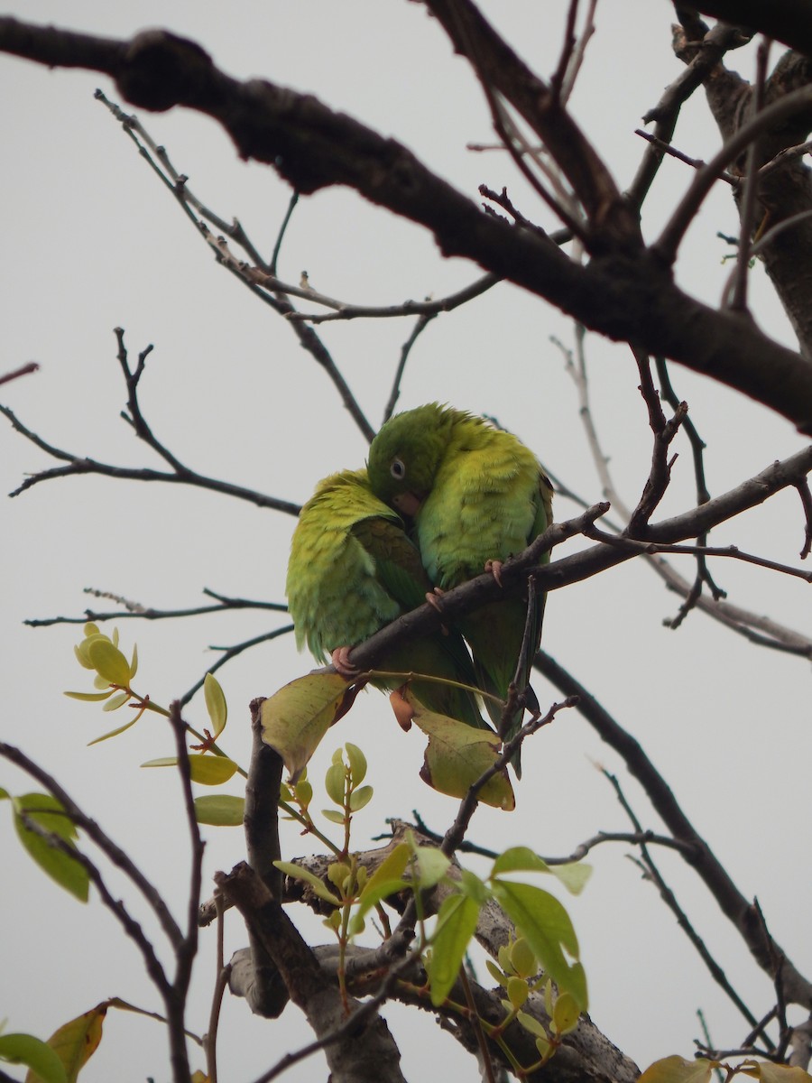 Orange-chinned Parakeet - ML643543006