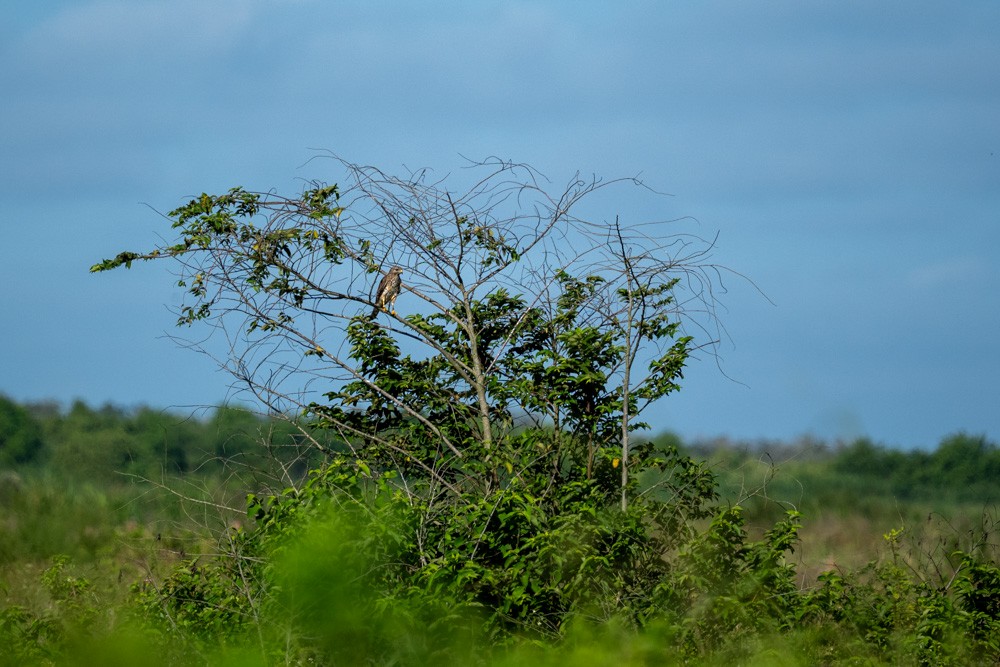 Red-shouldered Hawk - ML643543029