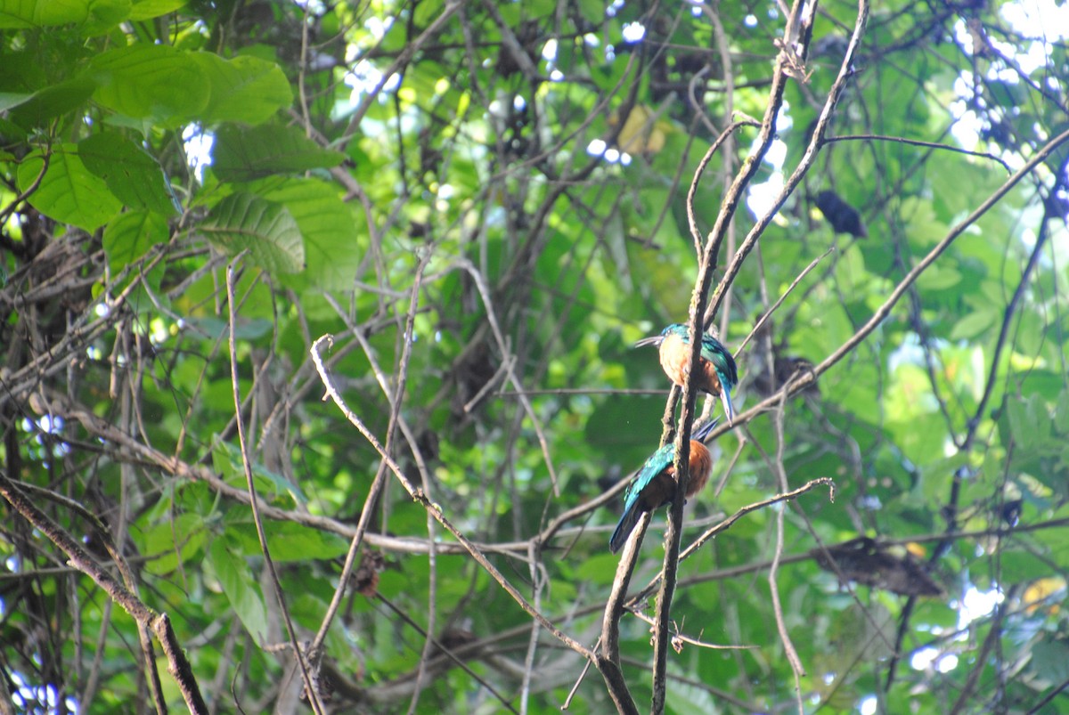 Great Jacamar - ML643543056