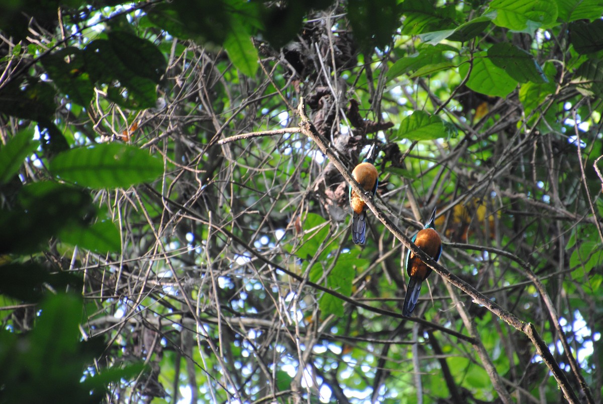 Great Jacamar - ML643543057