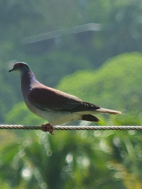 Pale-vented Pigeon - ML643543058