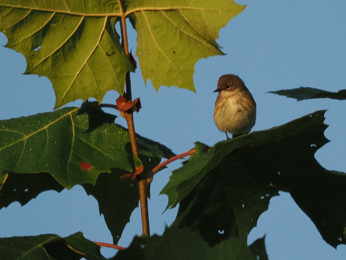 Yellow-rumped Warbler (Myrtle) - ML643543062